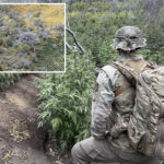 more-than-2,000-illegal-marijuana-plants-removed-from-california’s-sequoia-national-park