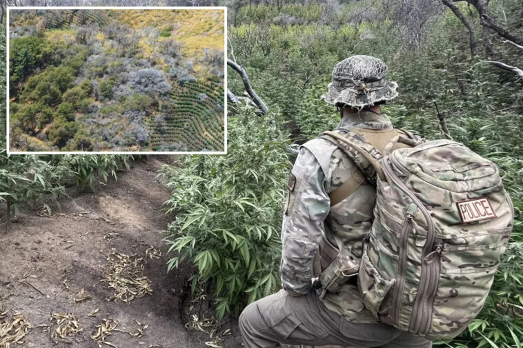 more-than-2,000-illegal-marijuana-plants-removed-from-california’s-sequoia-national-park