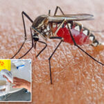 nj-sees-first-malaria-case-in-more-than-three-decades-—-and-it-came-from-a-local-mosquito