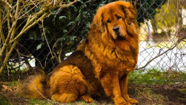 man-confronts-woman-over-large-dog-in-fast-food-restaurant,-sparking-online-debate