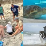hurricane-erin-destroys-dozens-of-threatened-turtle-nests,-despite-no-major-damage-on-land
