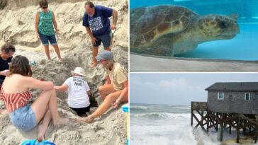 hurricane-erin-destroys-dozens-of-threatened-turtle-nests,-despite-no-major-damage-on-land