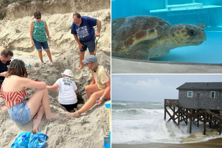 hurricane-erin-destroys-dozens-of-threatened-turtle-nests,-despite-no-major-damage-on-land