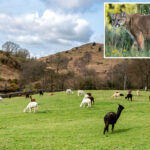 band-of-mountain-lions-savagely-attack-california-farm-slaughtering-15-alpacas:-‘they-just-killed’