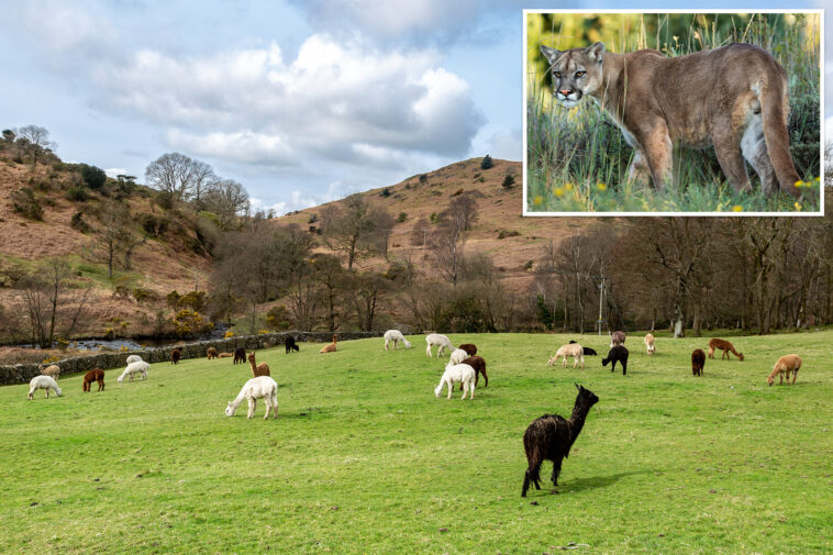 band-of-mountain-lions-savagely-attack-california-farm-slaughtering-15-alpacas:-‘they-just-killed’