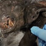 detroit-border-protection-agents-seize-52-lbs-of-monkey-meat-from-passenger-traveling-from-africa