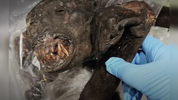 detroit-border-protection-agents-seize-52-lbs-of-monkey-meat-from-passenger-traveling-from-africa