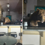 massive-bear-raids-lake-tahoe-ice-cream-parlor-—-and-went-wild-for-this-particular-flavor