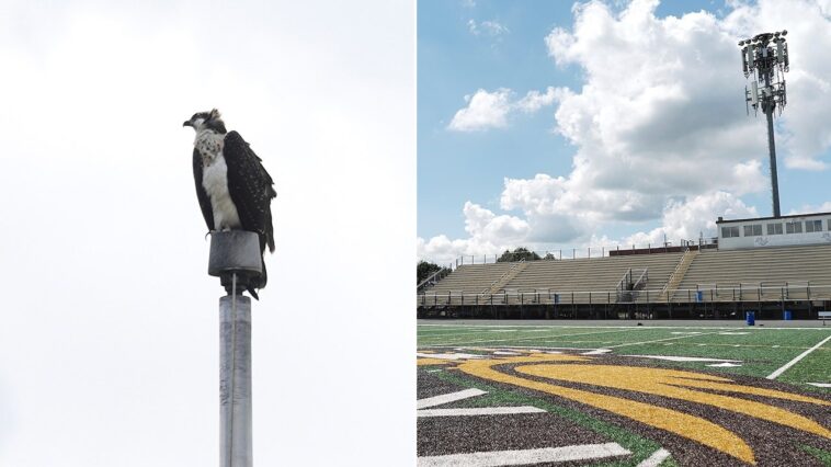 federally-protected-birds-force-high-school-football-team-to-rearrange-schedule
