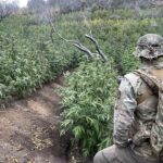 thousands-of-illegal-hidden-marijuana-plants-removed-from-national-park-along-with-gun,-dangerous-chemicals