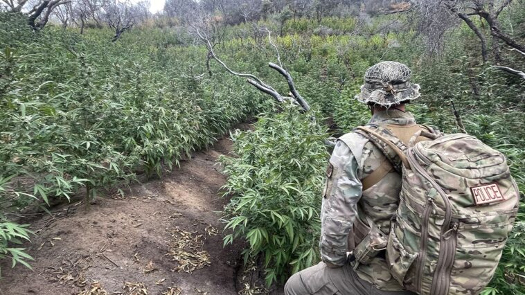 thousands-of-illegal-hidden-marijuana-plants-removed-from-national-park-along-with-gun,-dangerous-chemicals