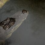 two-apex-predators-become-unlikely-friends-as-sharks-and-alligator-come-together-in-viral-video
