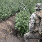 officials-remove-thousands-of-marijuana-plants-in-national-park