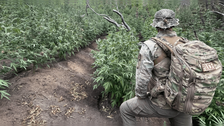 officials-remove-thousands-of-marijuana-plants-in-national-park