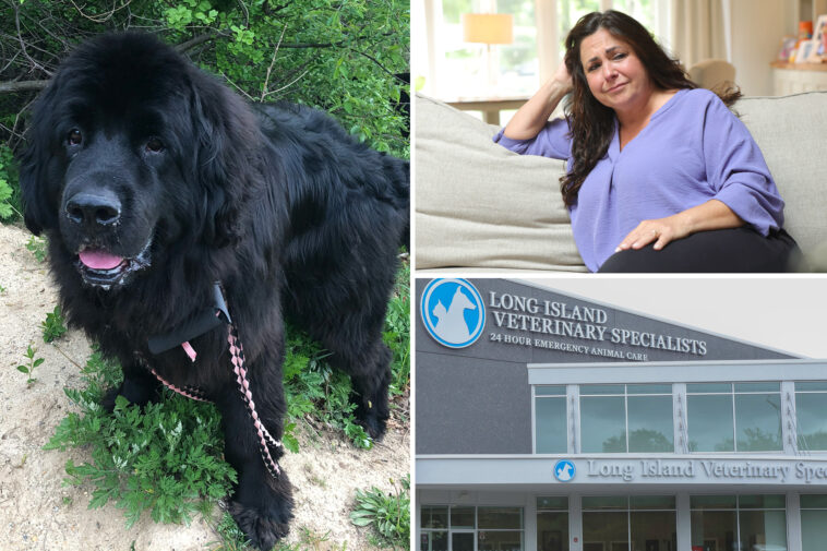 li-animal-hospital-left-beloved-dog-to-die,-charged-$2,500-a-night-—-and-lied-about-his-condition,-grieving-owners-claim