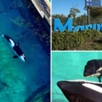 trainers-at-marine-zoo-take-extreme-measures-to-stop-killer-whale-from-mating-with-his-mother:-‘perverse-new-low’