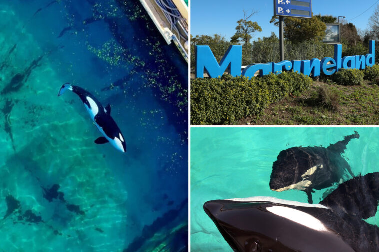 trainers-at-marine-zoo-take-extreme-measures-to-stop-killer-whale-from-mating-with-his-mother:-‘perverse-new-low’
