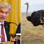 dr.-oz-urges-canada-to-toss-aside-court-ruling-to-save-the-ostriches:-‘maybe-they’ve-got-secrets’