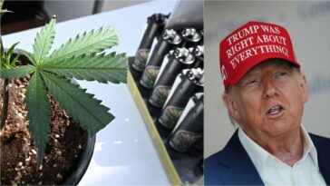 doobie-debate-blazes:-groups-urge-trump-to-reject-‘flawed’-weed-reclassification-push