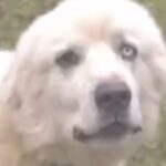 meet-casper,-the-dog-that-fought-off-11-coyotes:-killed-8-and-sent-the-other-3-running-for-their-lives