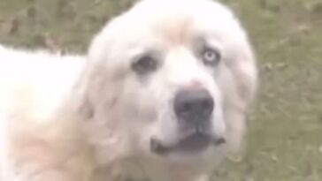 meet-casper,-the-dog-that-fought-off-11-coyotes:-killed-8-and-sent-the-other-3-running-for-their-lives
