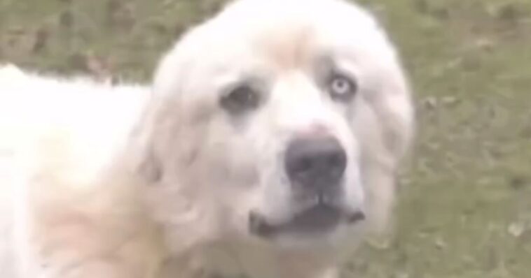 meet-casper,-the-dog-that-fought-off-11-coyotes:-killed-8-and-sent-the-other-3-running-for-their-lives