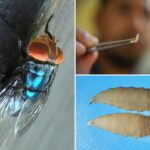 what-to-know-about-screwworm-amid-us-human-case-of-flesh-eating-parasite
