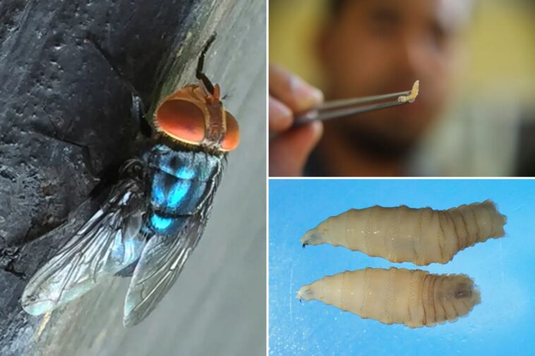 what-to-know-about-screwworm-amid-us-human-case-of-flesh-eating-parasite