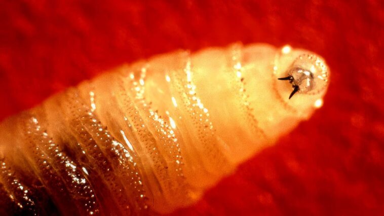 flesh-eating-parasite-case-detected-in-us-traveler-returning-from-central-america