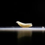us.-confirms-nation’s-first-travel-associated-human-screwworm-case