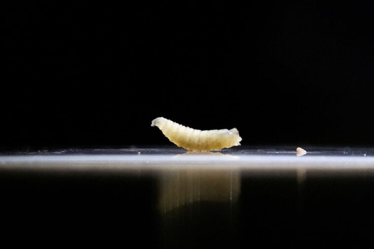 us.-confirms-nation’s-first-travel-associated-human-screwworm-case