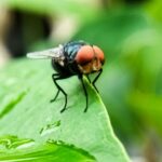 third-world,-flesh-eating-parasite-confirmed-in-us,-arrived-from-central-america-in-human-host
