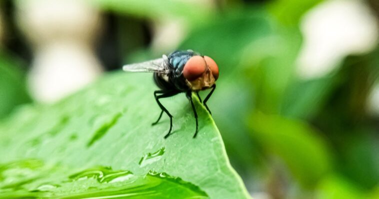third-world,-flesh-eating-parasite-confirmed-in-us,-arrived-from-central-america-in-human-host