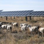 solar-companies-deploy-sheep-across-farms-in-growing-green-energy-trend