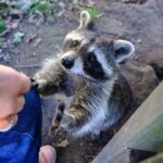 deadly-rabies-cases-pose-public-health-threat-across-us,-experts-warn