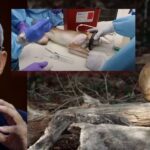 house-appropriations-committee-targets-fauci’s-taxpayer-funded-monkey-island-in-fy26-nih-spending-bill