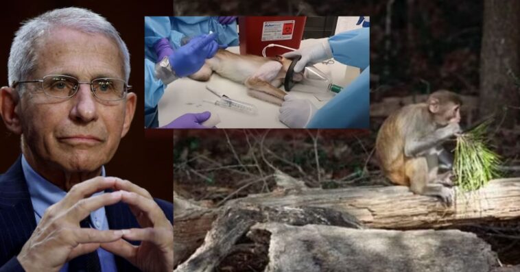 house-appropriations-committee-targets-fauci’s-taxpayer-funded-monkey-island-in-fy26-nih-spending-bill