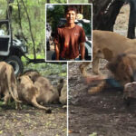 lions-eat-zookeeper-alive-in-horrific-attack-filmed-by-tourists:-report