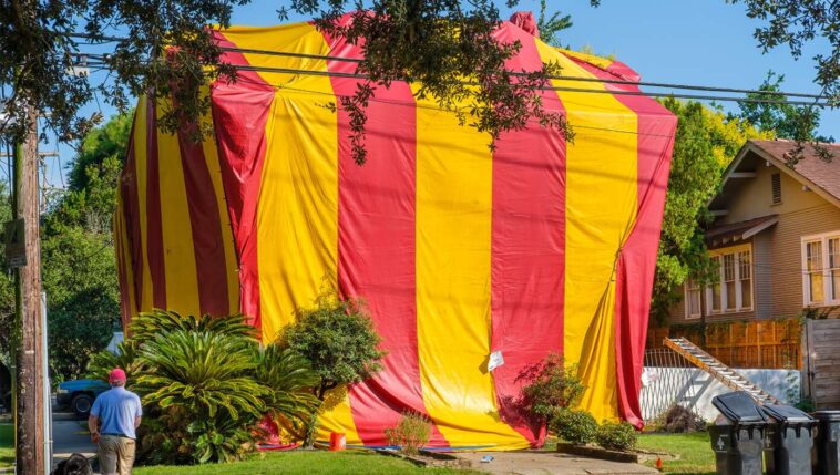 termites-excited-as-cool-tent-placed-over-house