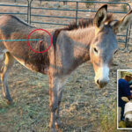 wild-donkey-named-‘cupid’-recovering-after-being-shot-in-the-lung-by-an-arrow-—-as-authorities-hunt-for-the-bow-wielding-culprit