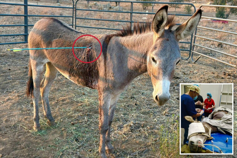 wild-donkey-named-‘cupid’-recovering-after-being-shot-in-the-lung-by-an-arrow-—-as-authorities-hunt-for-the-bow-wielding-culprit