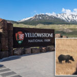 hiker-attacked-by-bear-during-‘surprise-encounter’-in-yellowstone-national-park