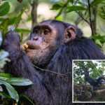 wild-chimpanzees-consume-2-cocktails’-worth-of-alcohol-a-day-by-feasting-on-boozy-fruit:-study