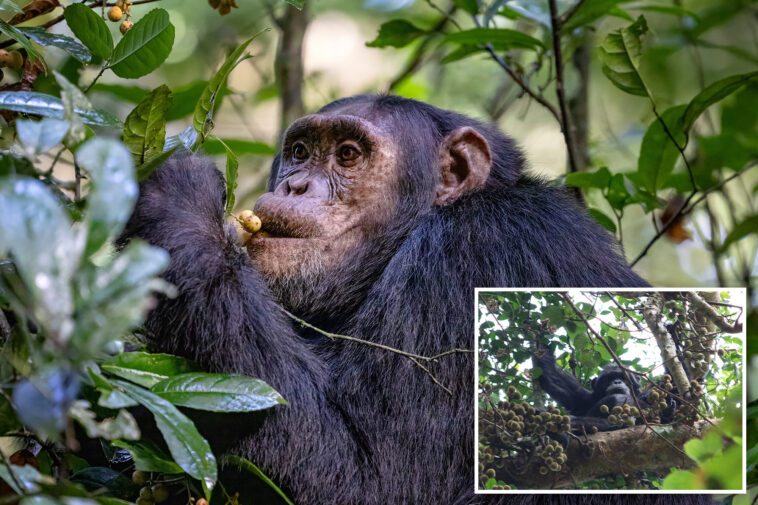 wild-chimpanzees-consume-2-cocktails’-worth-of-alcohol-a-day-by-feasting-on-boozy-fruit:-study