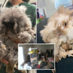 wallaby,-prairie-dogs-and-dozens-of-exotic-animals-rescued-from-putrid-ny-house-of-filth:-cops