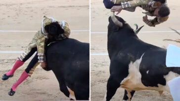 horrific-video-shows-veteran-matador-viciously-gored-in-madrid-bullfight:-‘i-was-bleeding-a-lot’