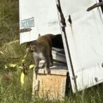 allegedly-disease-ridden,-‘aggressive’-research-monkeys-escape-after-truck-crash