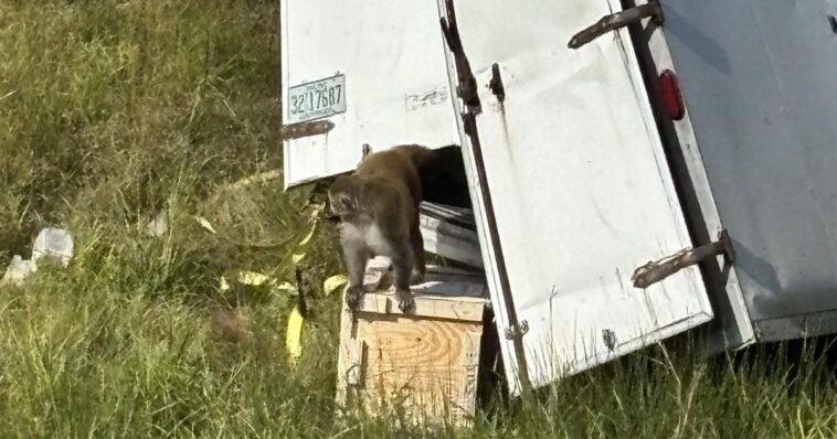 allegedly-disease-ridden,-‘aggressive’-research-monkeys-escape-after-truck-crash