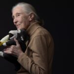 chimpanzee-expert-jane-goodall-dies-at-91