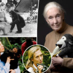 jane-goodall,-renowned-anthropologist-and-conservationist,-dead-at-91